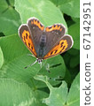 Lycaena phlaeas 67142951