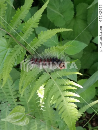 我的幼蟲幼蟲 67142953