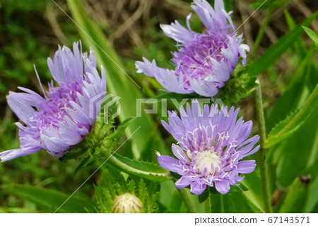斯托克斯藍紫色花 斯托克斯藍紫色花 67143571