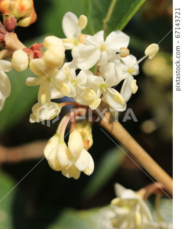 Holly flowers 67143721