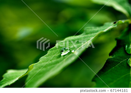Water drops on leaf 67144181
