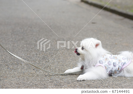 Cute Pomeranian lying down Cute Pomeranian lying down 67144491