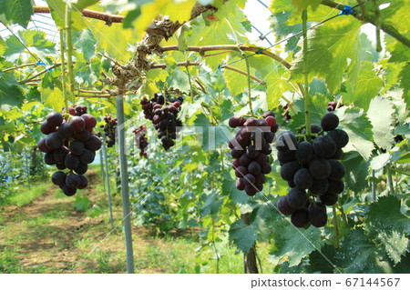 Grape of tourist farm Grape of tourist farm 67144567