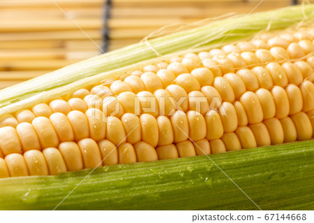 Up of corn. Summer image with a blind. 67144668