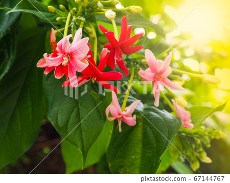 Many red and pale pink Quisqualis Indica Linn flowers are blooming beautifully in the morning. 67144767