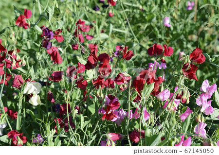 甜豌豆，花田，菜園，田野，花壇，花卉圖像素材 67145050
