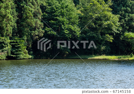Waterside Forest Water surface and thick trees b-1 Waterside Forest Water surface and thick trees b-1 67145158