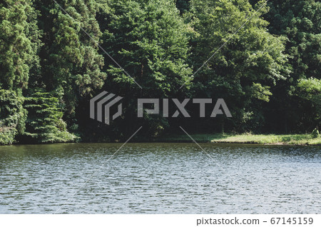Waterside Forest Water-growing trees b-2 film-like 1 67145159