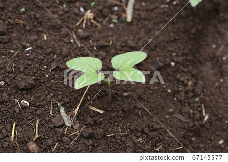 Futaba of morning glory 67145577