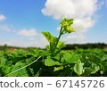 南瓜芽延伸到藍藍的天空 67145726