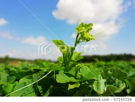南瓜芽延伸到藍藍的天空 67145726