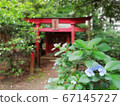 在神社里盛開的繡球和鳥居 67145727