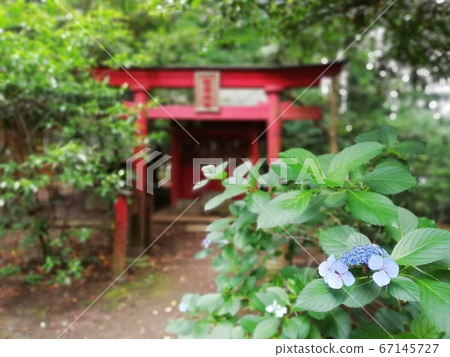 在神社里盛開的繡球和鳥居 67145727