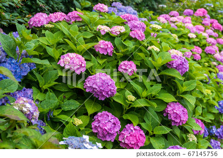 繡球 繡球 67145756