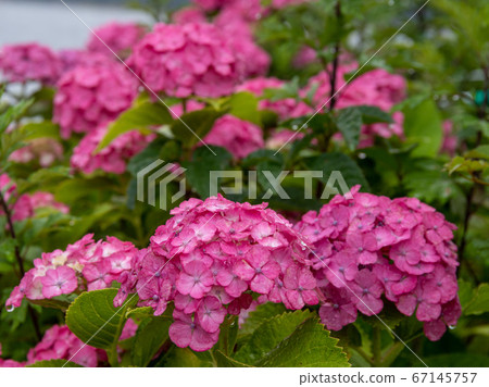 繡球 繡球 67145757