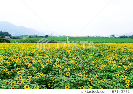 Hiwamari no Sato Nakayama Sunflower Complex 67145771