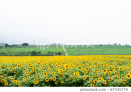 Hiwamari no Sato Nakayama Sunflower Complex 67145774