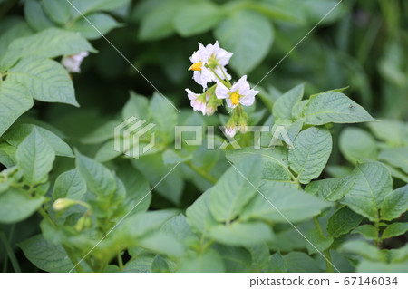 Potato flowers 67146034