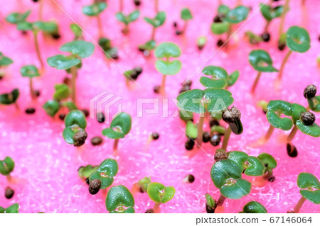 Hydroponics germination 67146064