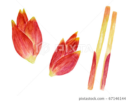 Myoga和Myoga竹子(水彩) Myoga和Myoga竹子(水彩) 67146144