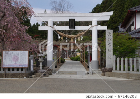 近水神社的鳥居和櫻花 67146208