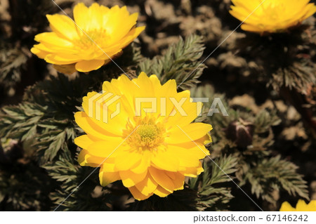 福庫格的花 福庫格的花 67146242