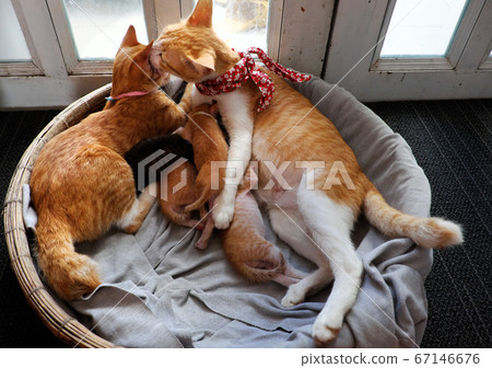 orange cat family lay down together in bamboo basket, mother cat, cat sister, four new born kittens  67146676