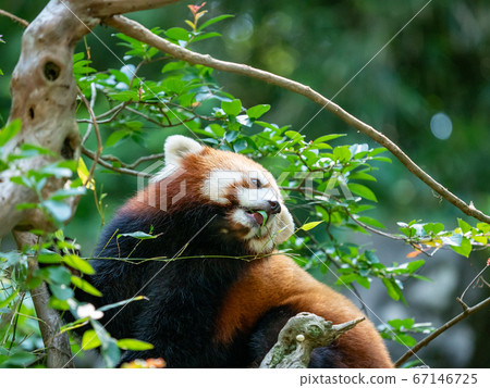 Various Scenes Of A Red Panda Eating Bamboo On Stock Photo