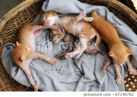Funny scene four newborn kitten sleeping together, cute, humor baby animal Funny scene four newborn kitten sleeping together, cute, humor baby animal 67146762
