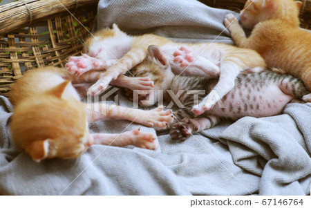 Funny scene four newborn kitten sleeping together, cute, humor baby animal Funny scene four newborn kitten sleeping together, cute, humor baby animal 67146764