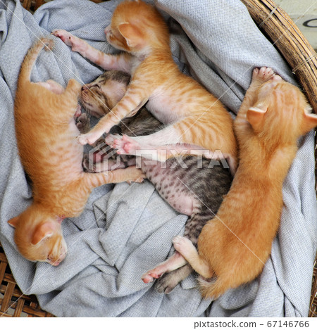 Funny scene four newborn kitten sleeping together, cute, humor baby animal Funny scene four newborn kitten sleeping together, cute, humor baby animal 67146766