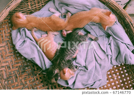 Funny scene four newborn kitten sleeping together, cute, humor baby animal  67146770