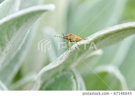 Bee whale bug 67146845