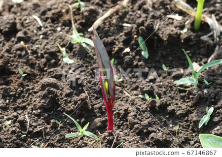 Tsurumurasaki bud 67146867