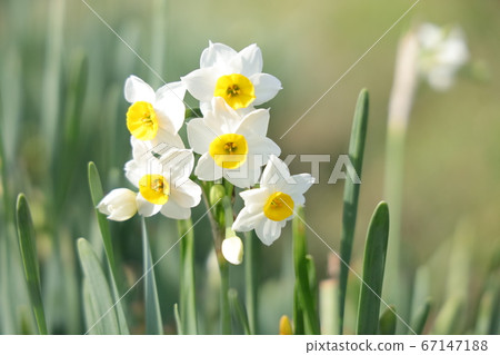 Narcissus 67147188