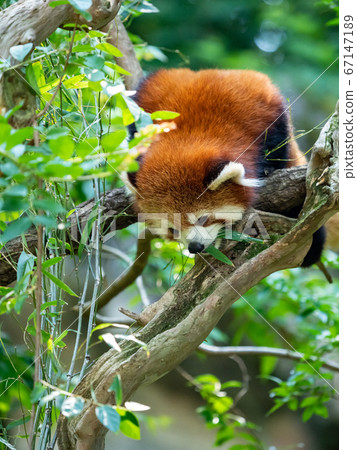 Various scenes of the red panda, eating bamboo on the tree, facing down 67147189
