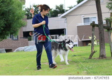 西伯利亞雪橇犬和女人 西伯利亞雪橇犬和女人 67147455