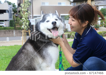 Siberian husky and woman 67147466