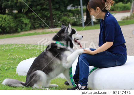 Siberian husky and woman Siberian husky and woman 67147471