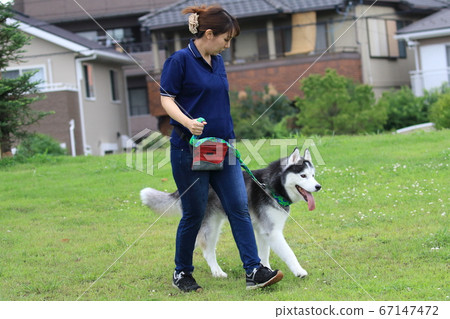 西伯利亞雪橇犬和女人 西伯利亞雪橇犬和女人 67147472