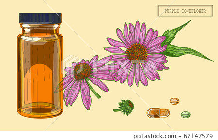 Medical Echinacea flowers and flacon Medical Echinacea flowers and flacon 67147579