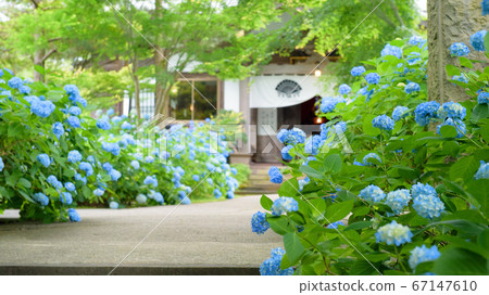 Unsho-ji Temple of Hydrangea, Akita Prefecture Unsho-ji Temple of Hydrangea, Akita Prefecture 67147610