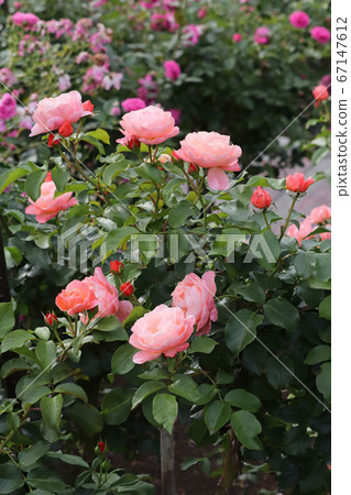 Ruffled charming rose Ruffled charming rose 67147612