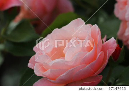 Ruffled charming rose Ruffled charming rose 67147613