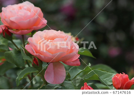 Ruffled charming rose 67147616