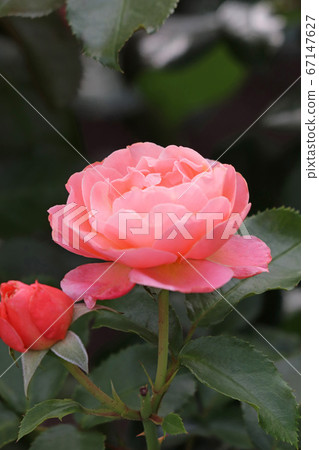 Ruffled charming rose Ruffled charming rose 67147627