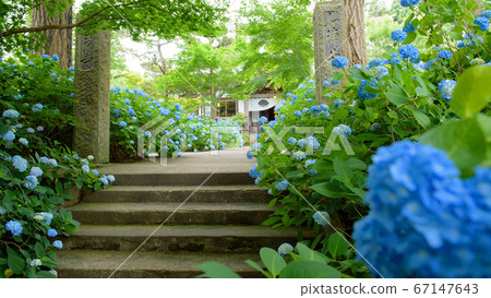 秋田縣八仙花的雲生寺 秋田縣八仙花的雲生寺 67147643