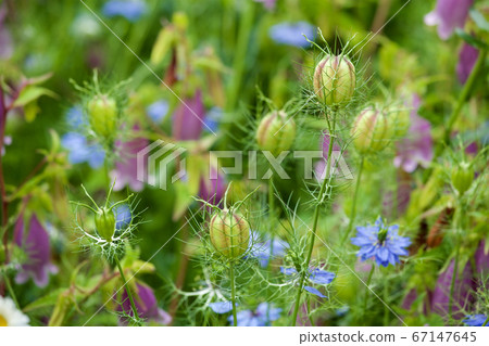 Nigella seeds in the garden Nigella seeds in the garden 67147645