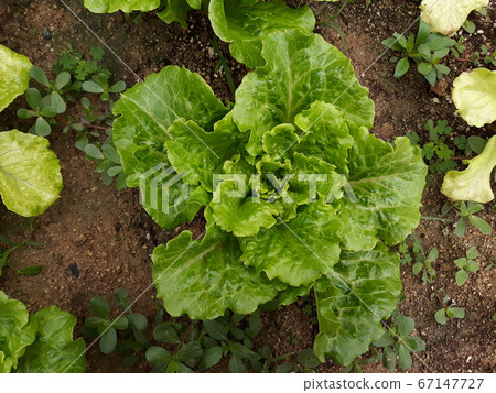 生菜 生菜 67147727