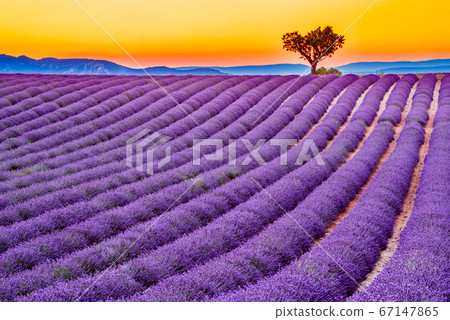 Valensole, Provence in France Valensole, Provence in France 67147865